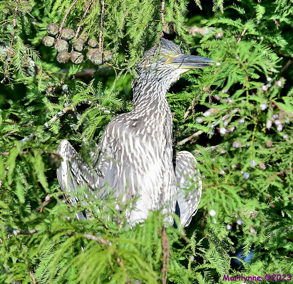 DSC_2897_001.JPG