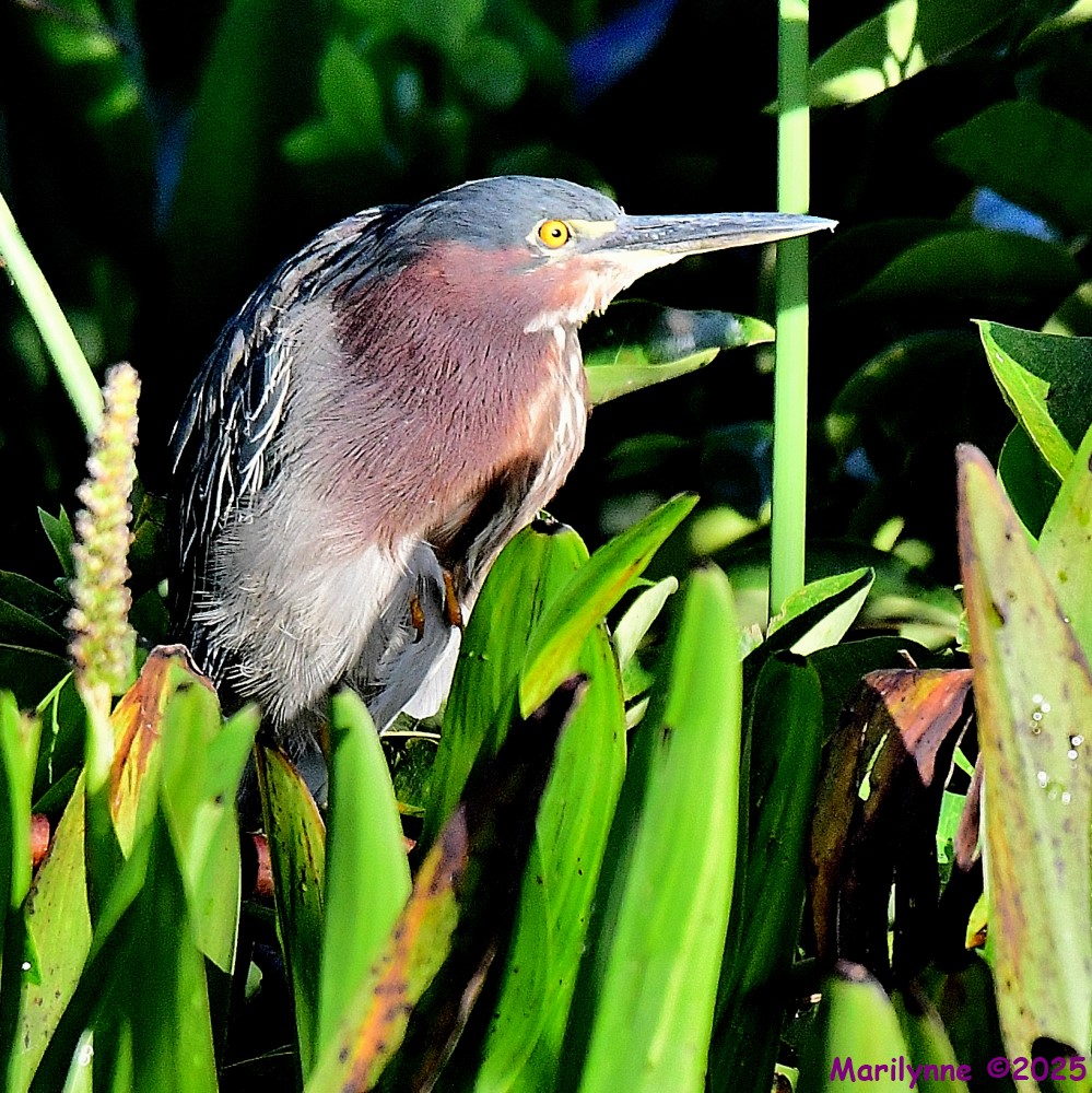 DSC_2899_001.JPG