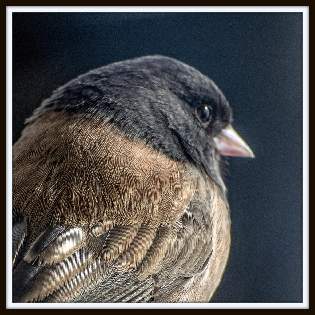 DSC_2900-Edit.jpg