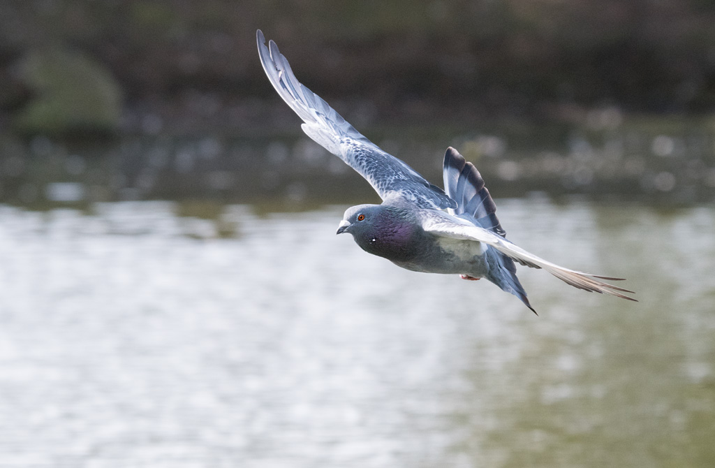 DSC_2900.jpg
