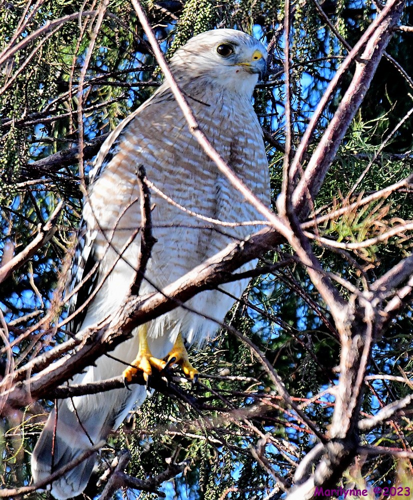 DSC_2905_001.JPG