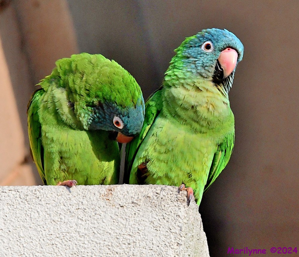 DSC_2906_001.JPG