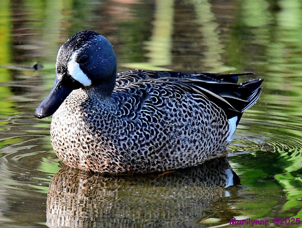 DSC_2906_001.JPG