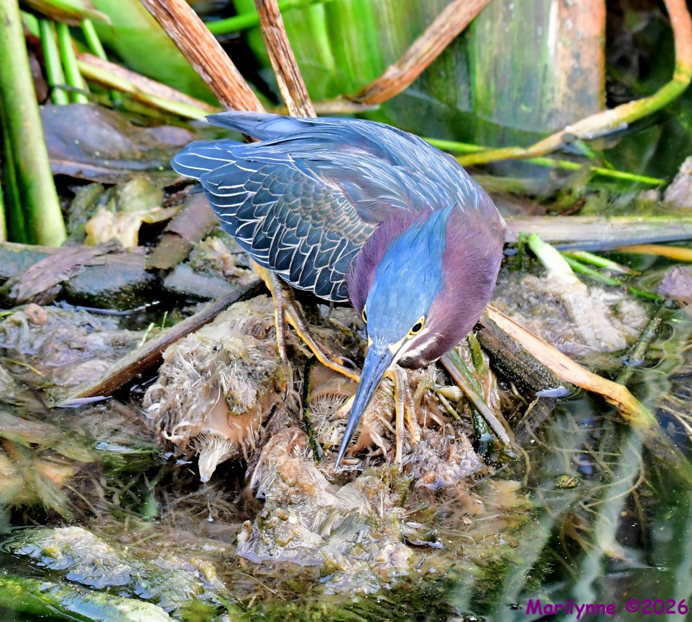 DSC_2908_001.JPG