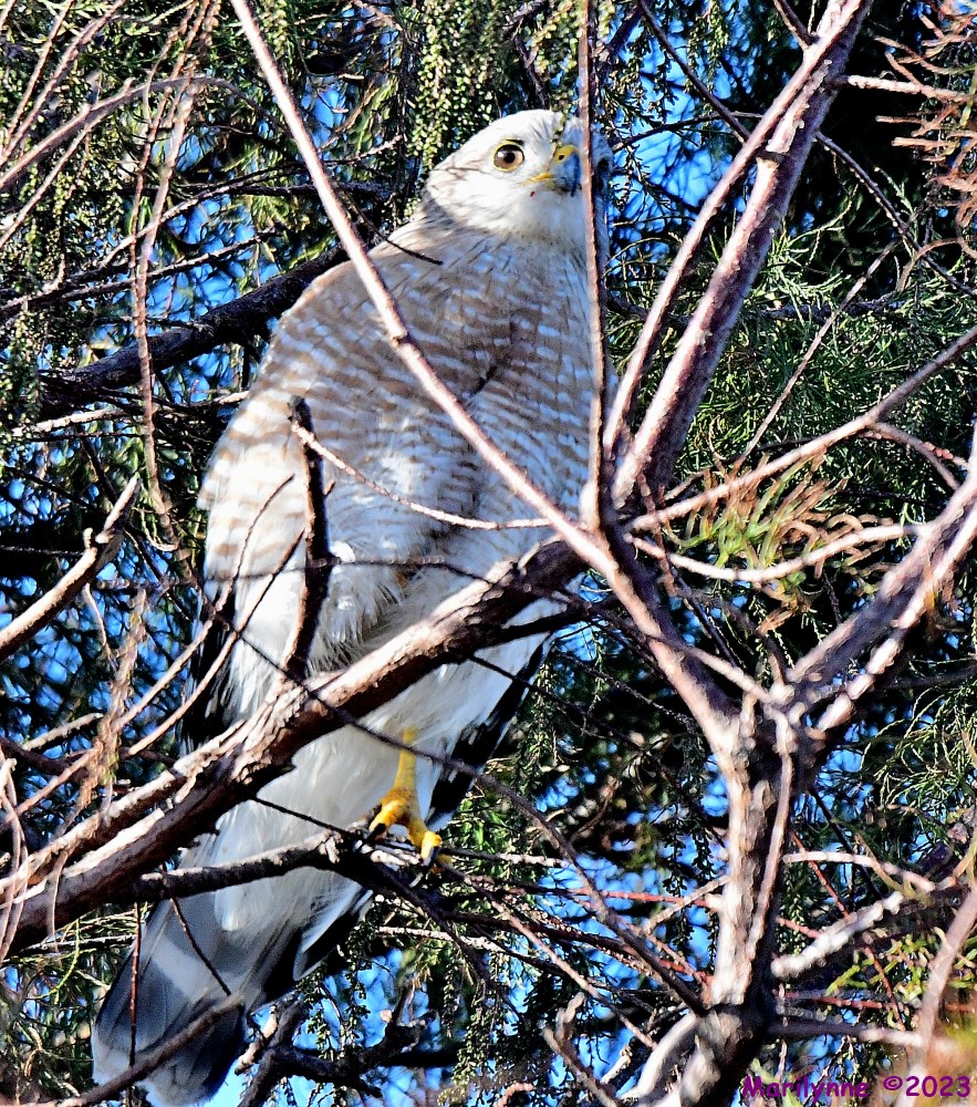 DSC_2909_001.JPG