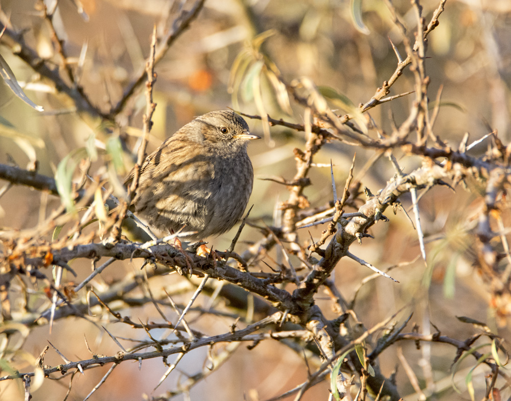 DSC_2910.jpg