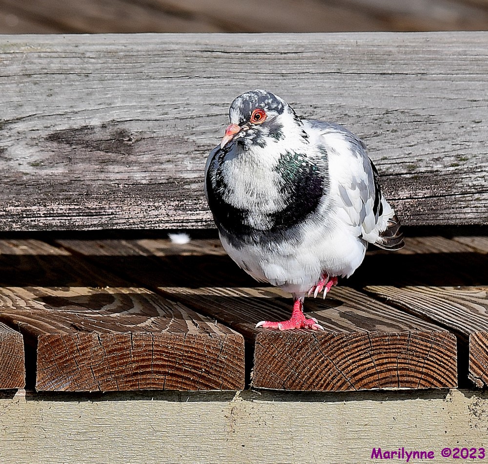 DSC_2910_001.JPG