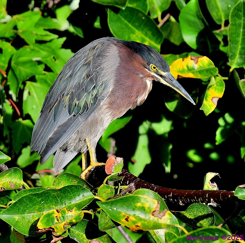 DSC_2911_001.JPG