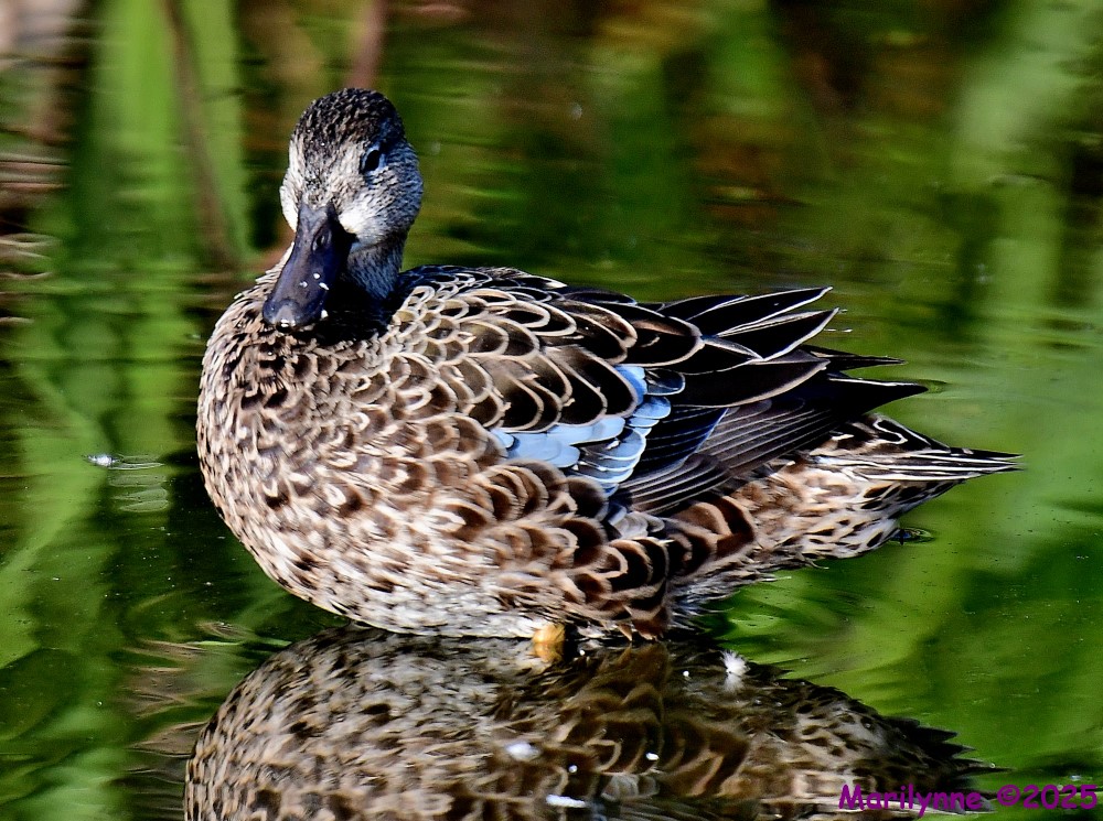 DSC_2913_001.JPG
