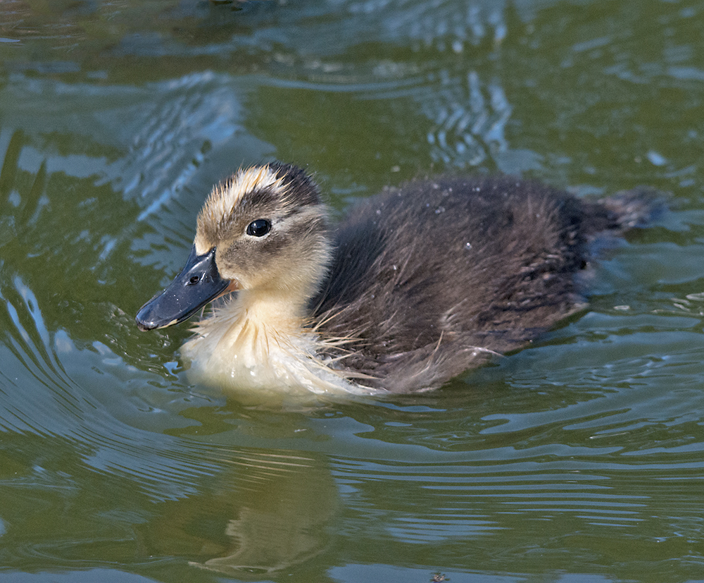DSC_2917.jpg