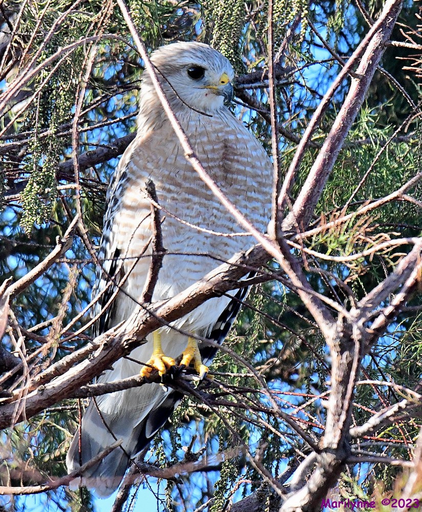 DSC_2917_001.JPG