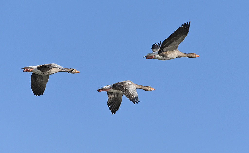 DSC_2917_027.jpg