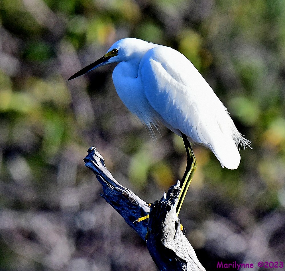 DSC_2918_001.JPG
