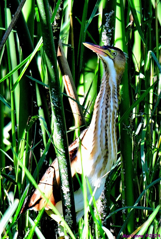 DSC_2918_001.JPG