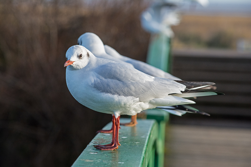 DSC_2919.jpg