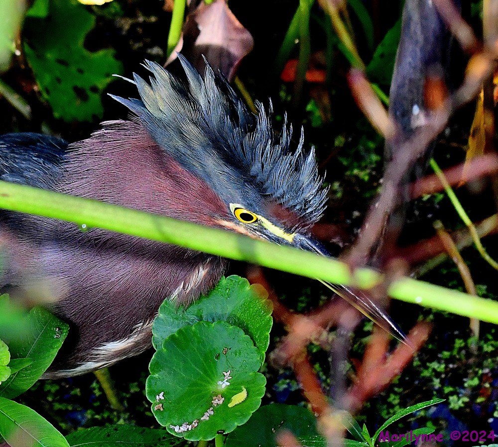 DSC_2919_001.JPG