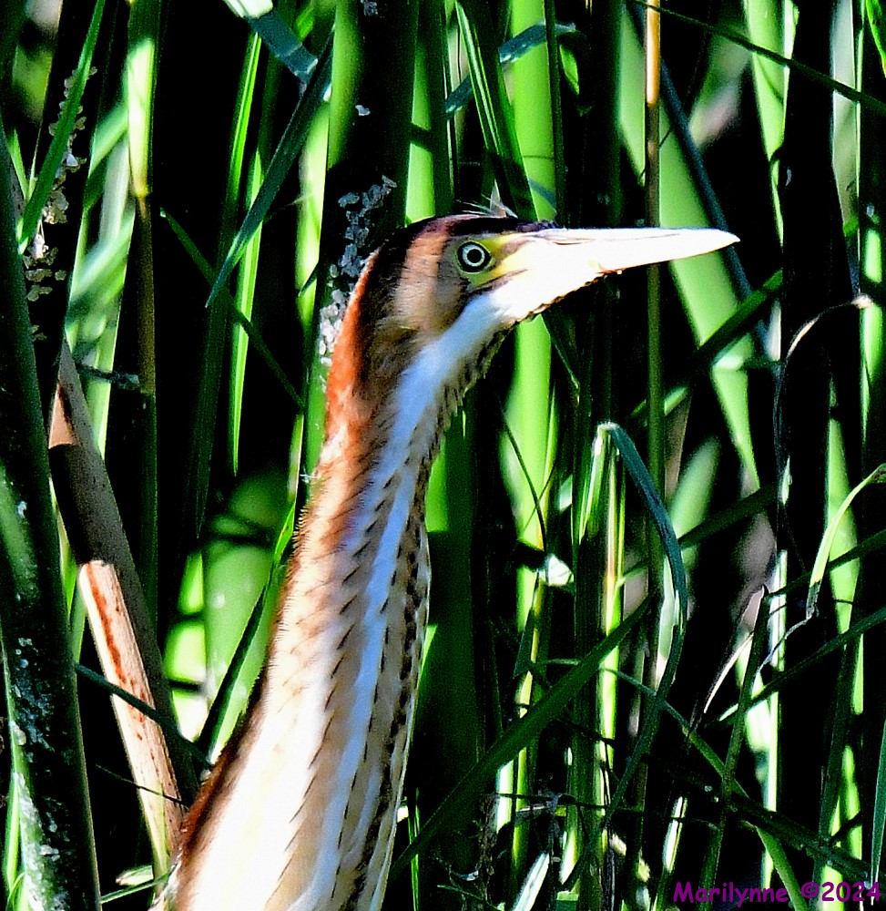 DSC_2920_001.JPG