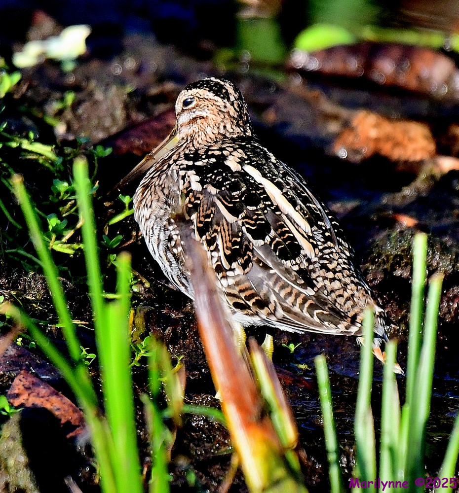 DSC_2922_001.JPG