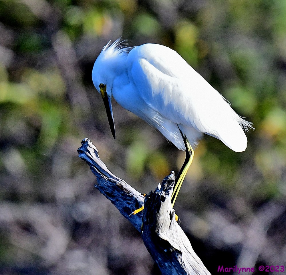 DSC_2924_001.JPG
