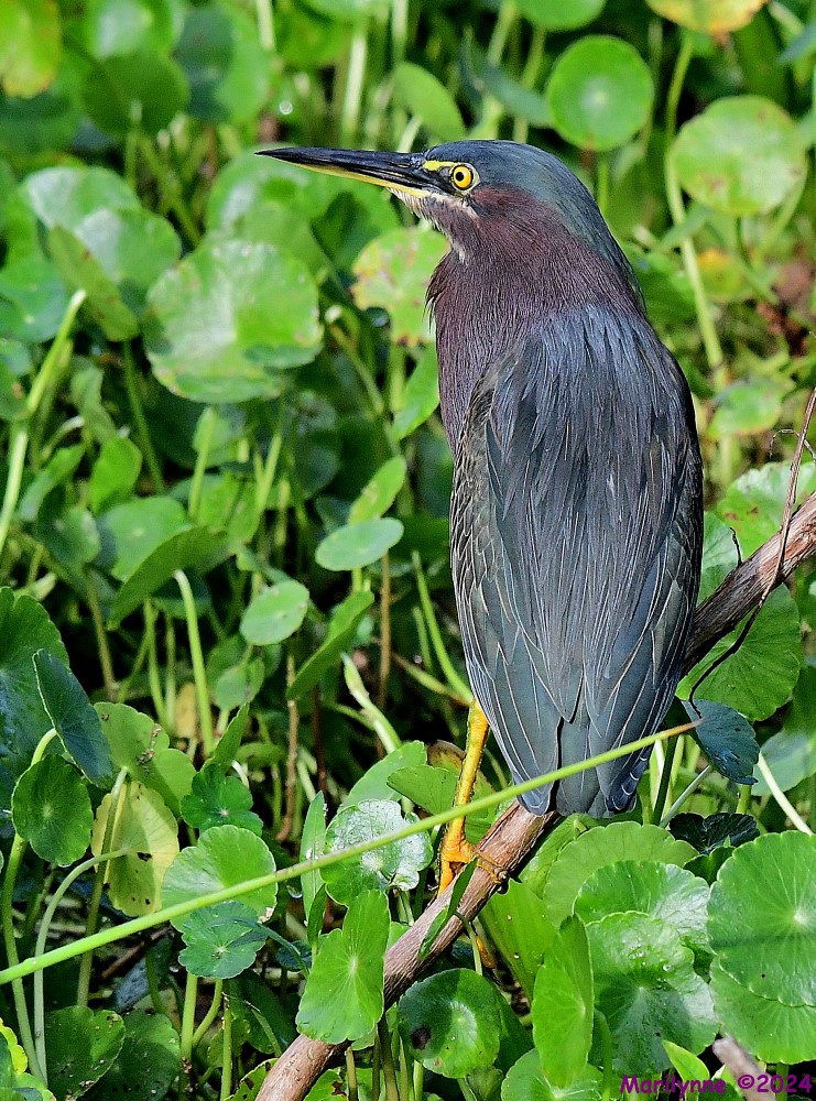 DSC_2925_001.JPG