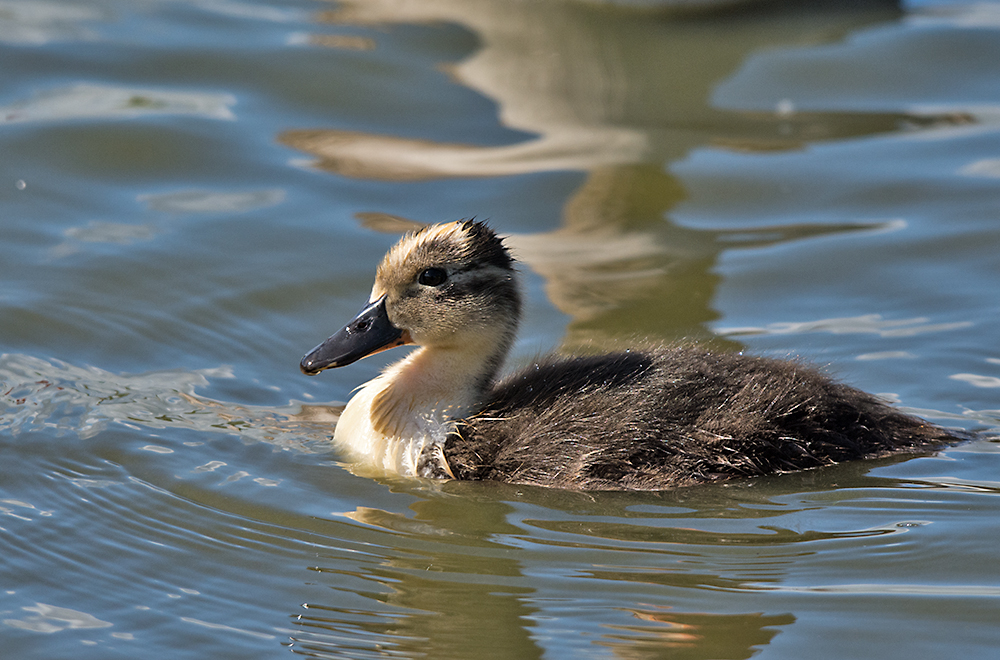 DSC_2926.jpg
