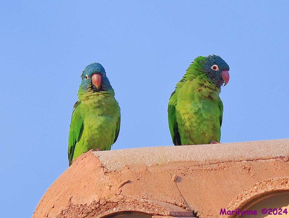DSC_2926_001.JPG