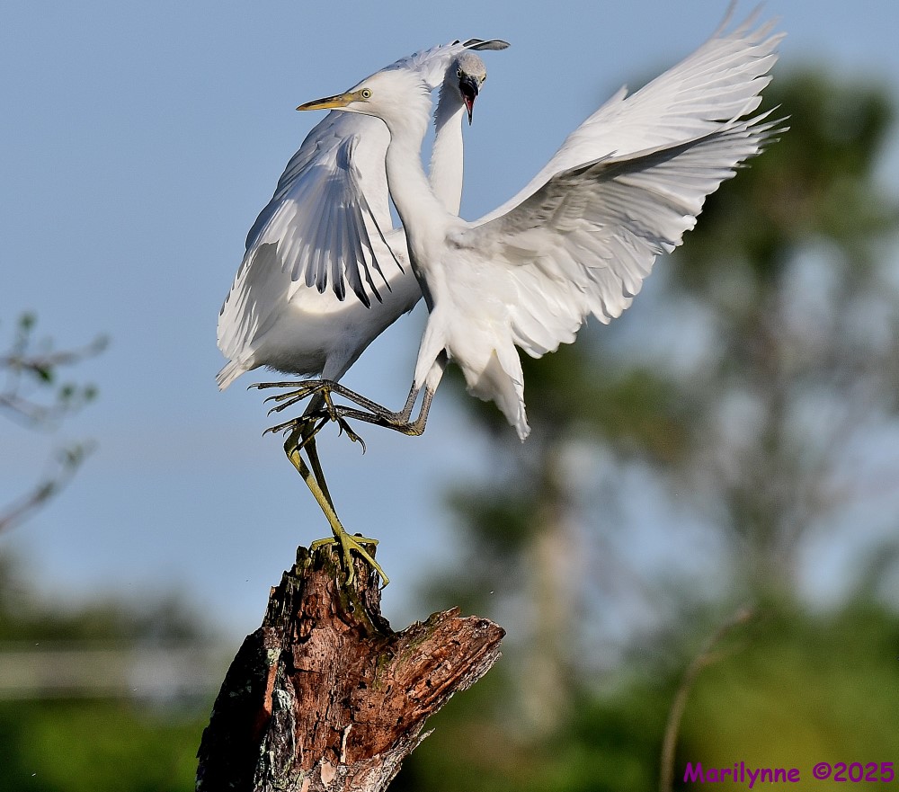 DSC_2926_001.JPG