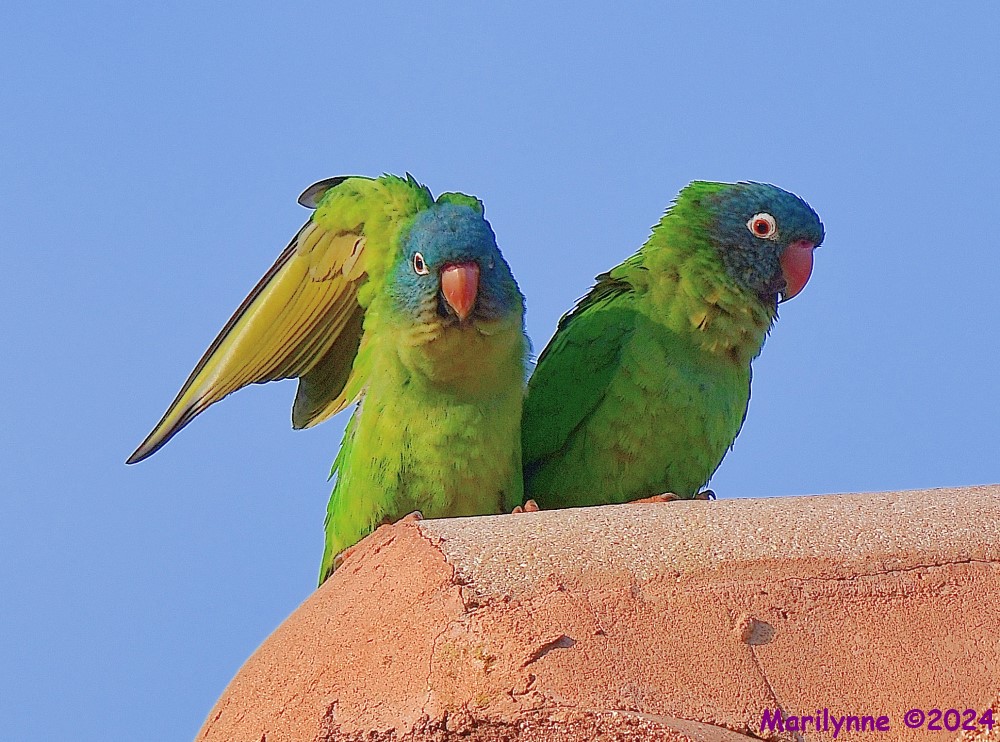 DSC_2927_001.JPG