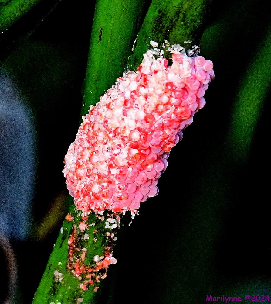 DSC_2927_001.JPG