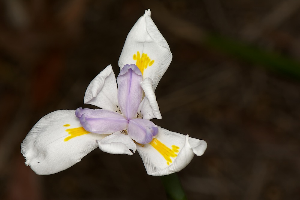 DSC_2929.jpg