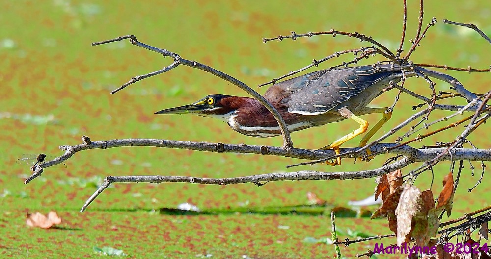 DSC_2929_001.JPG