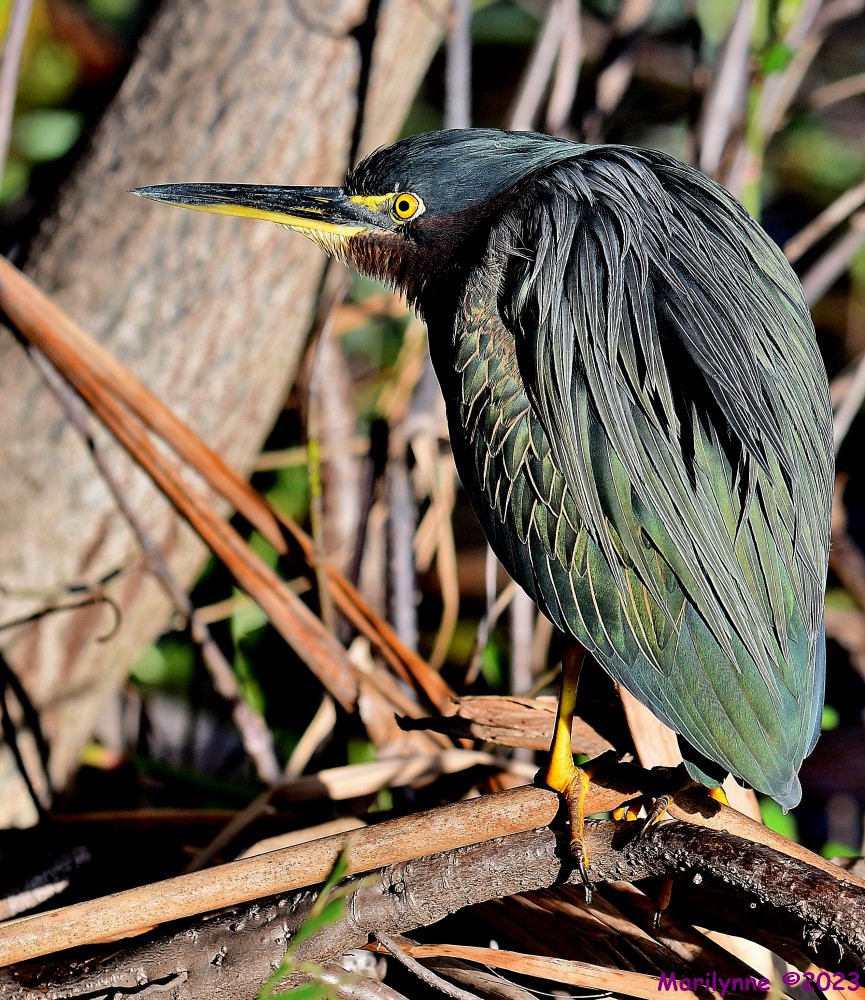 DSC_2931_001.JPG