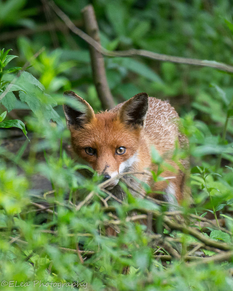 DSC_2932.jpg