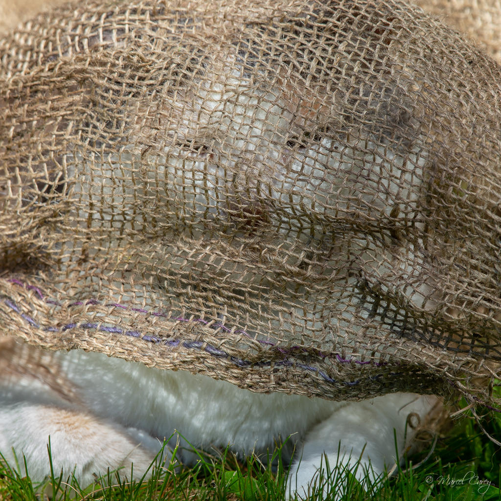 DSC_2932.jpg