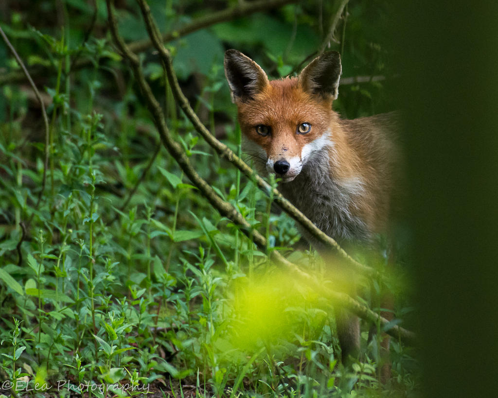 DSC_2934.jpg