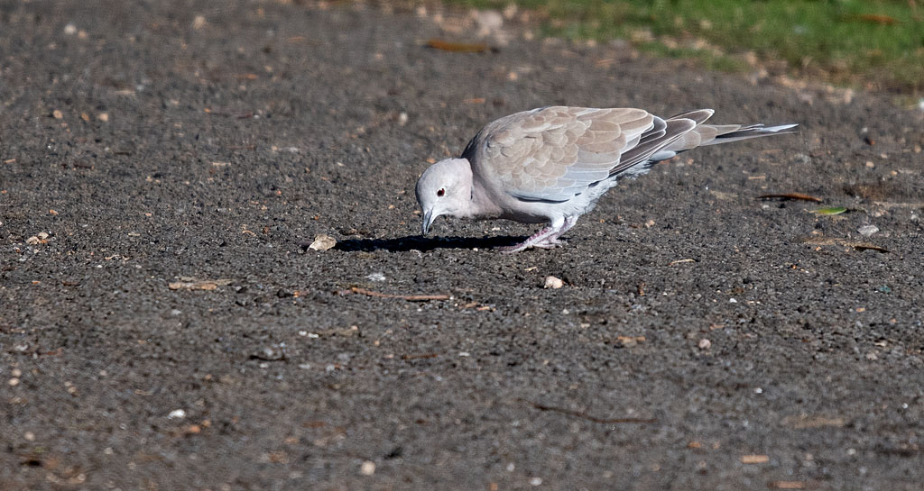 DSC_2934.jpg