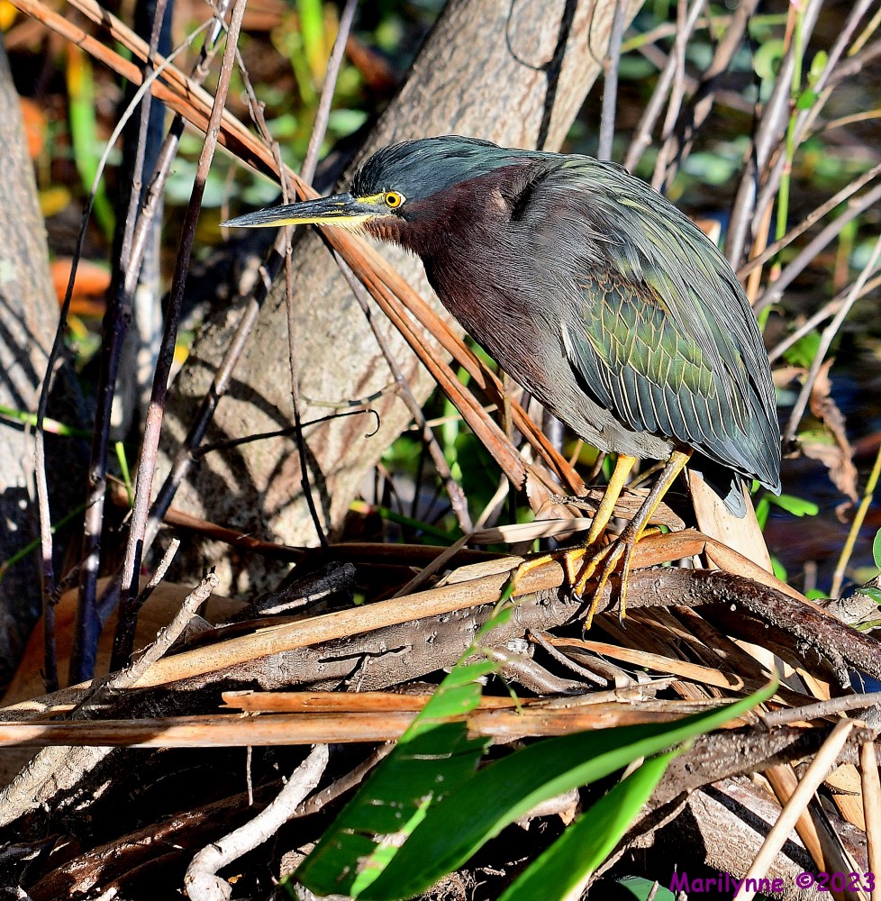 DSC_2934_001.JPG