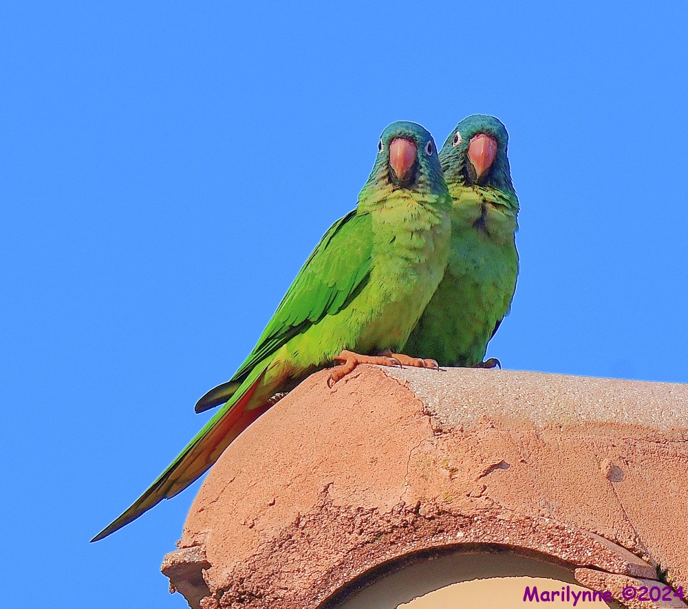 DSC_2934_001.JPG