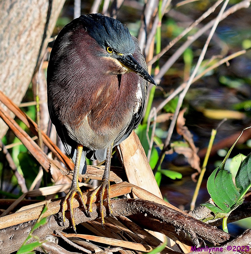 DSC_2935_001.JPG