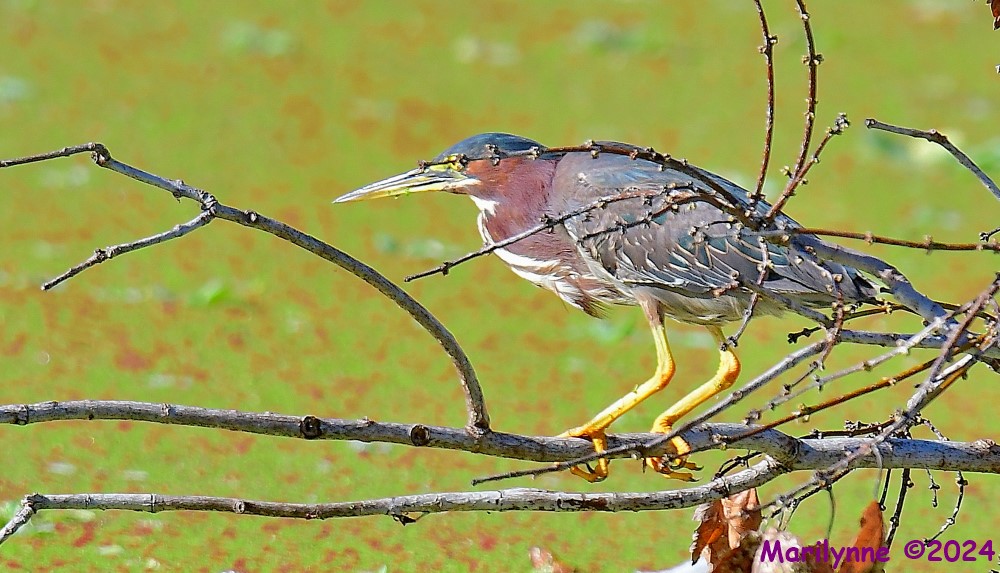 DSC_2936_001.JPG