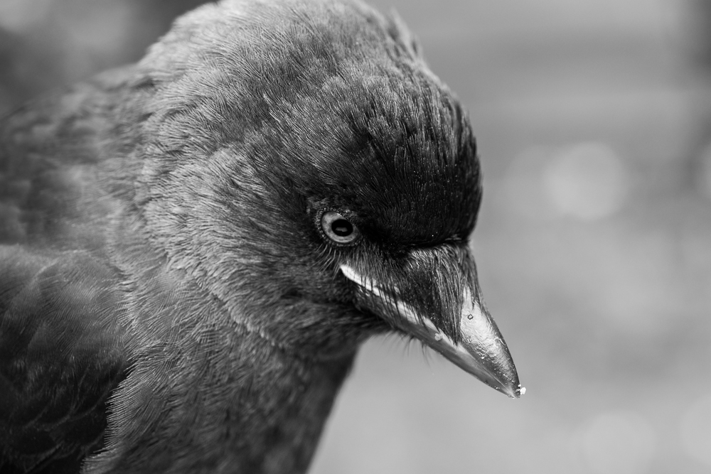 DSC_2937.jpg
