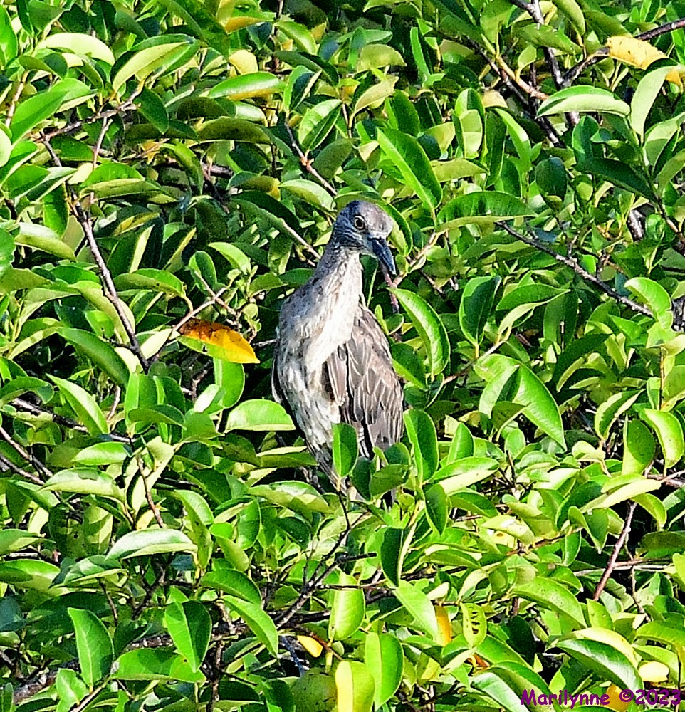 DSC_2937_001.JPG