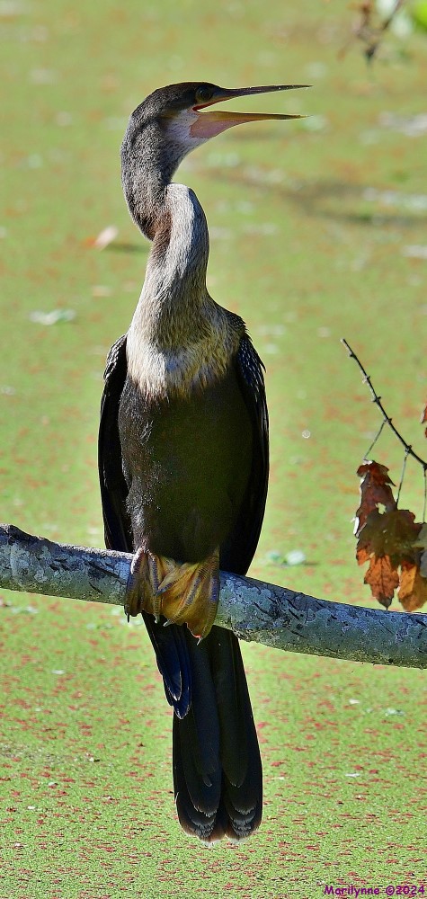DSC_2937_001.JPG