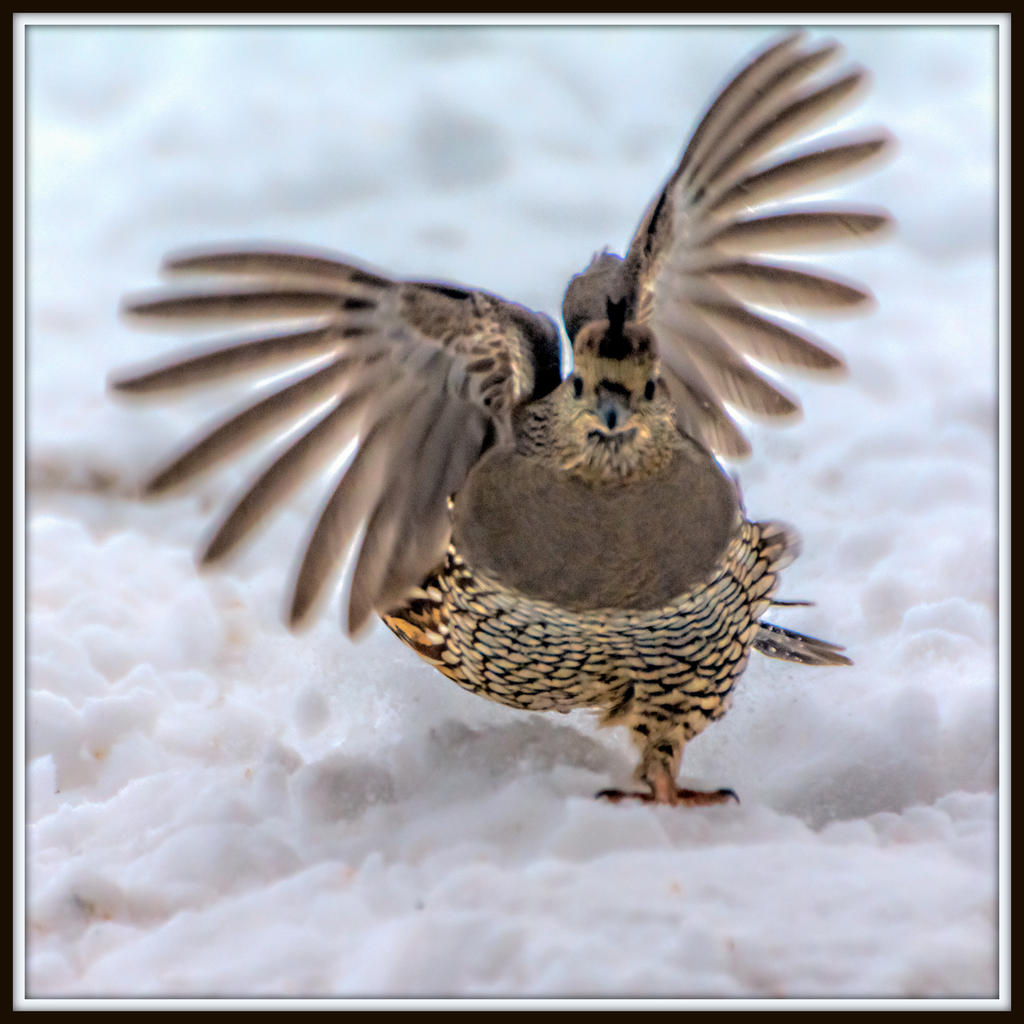 DSC_2938-Edit.jpg