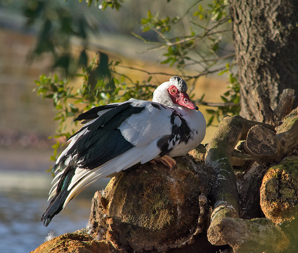 DSC_2938.jpg