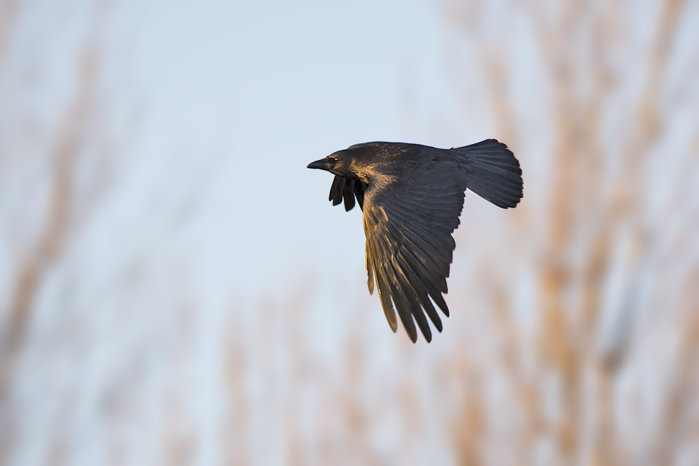 DSC_2938.jpg