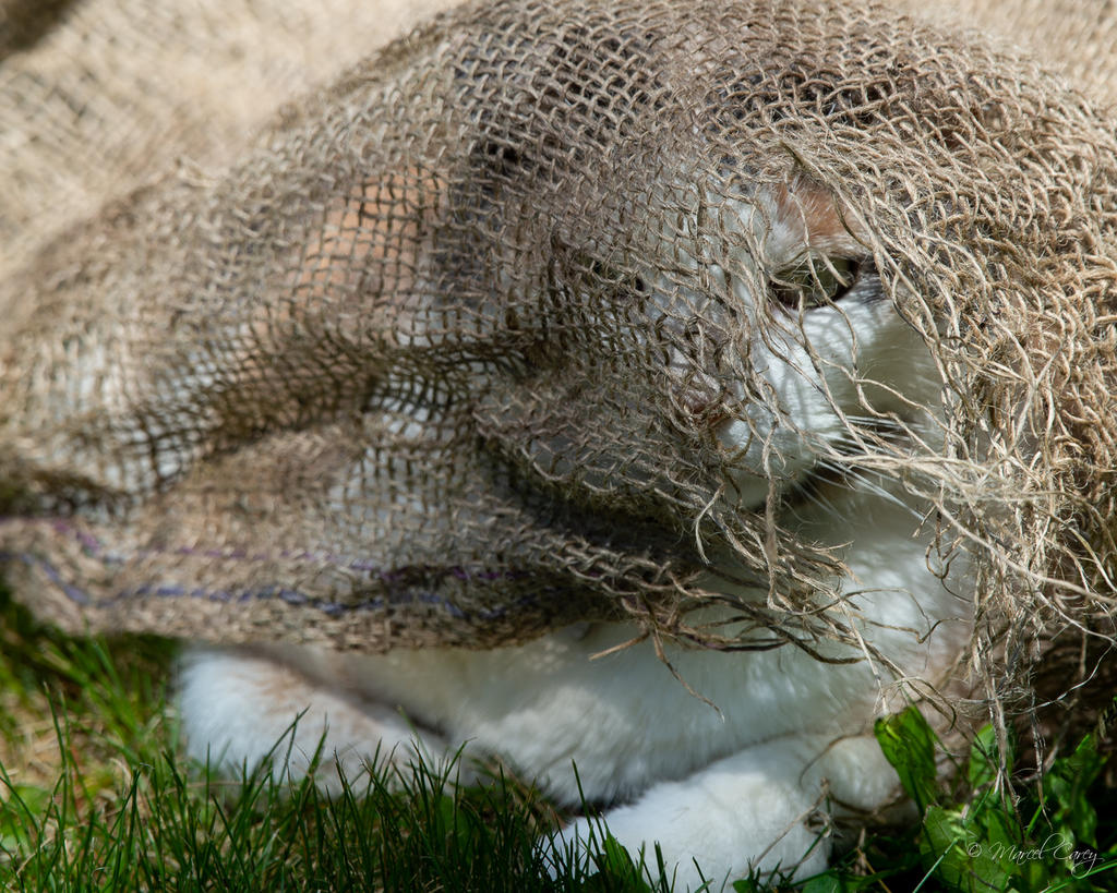 DSC_2938.jpg