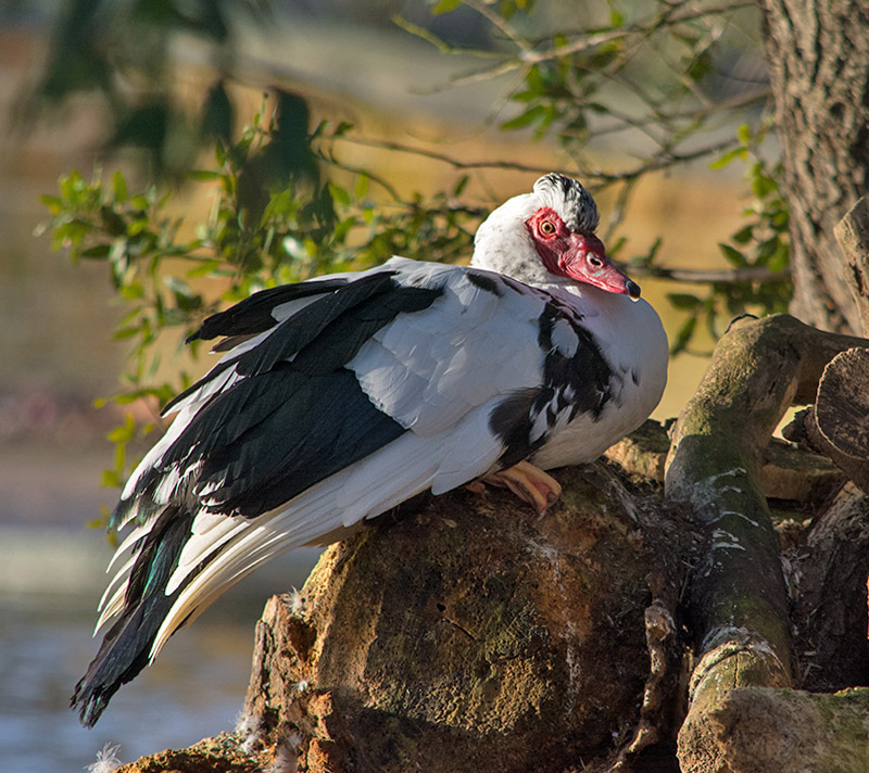 DSC_2938m.jpg