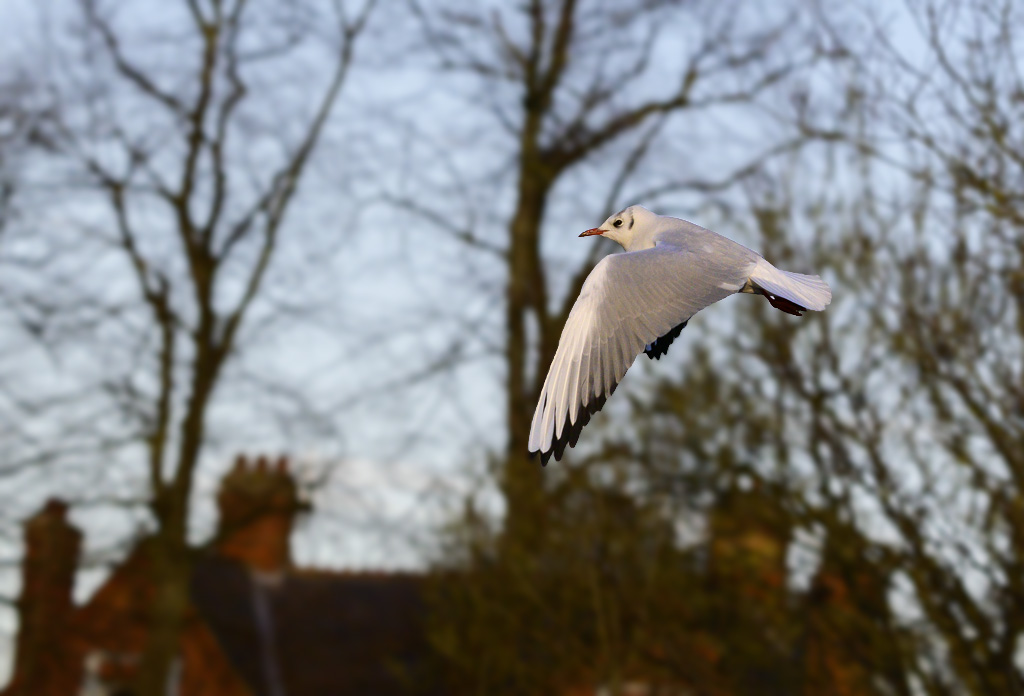 DSC_2939.jpg