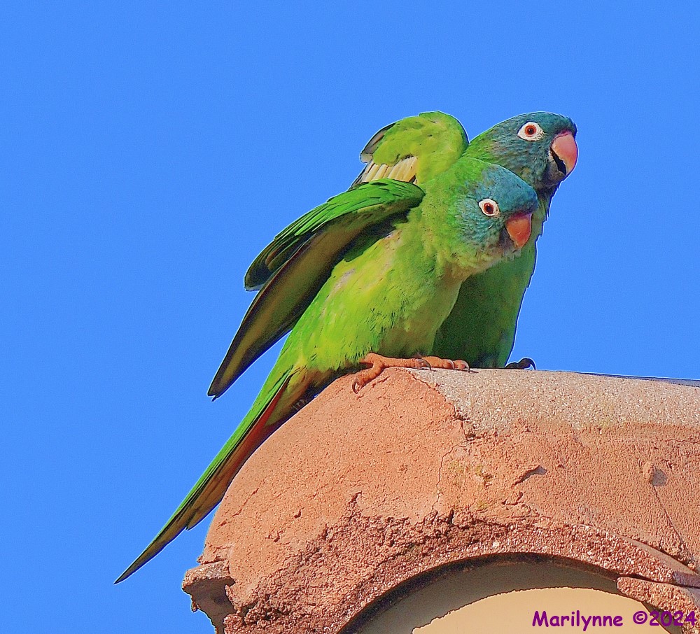 DSC_2939_001.JPG